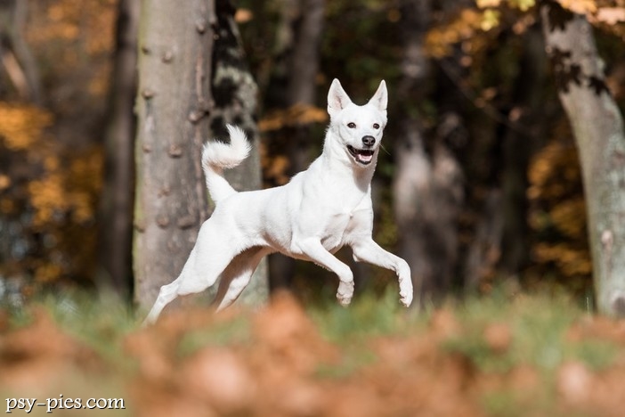 Wzorzec Canaan dog (FCI nr 273)