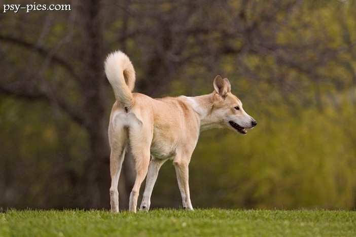 Mity na temat Canaan dog