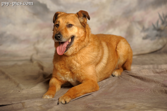 Carolina dog (rasa psów)