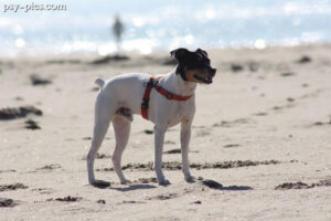 Andalusian ratonero dog