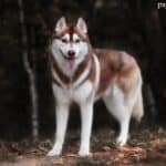 Siberian husky