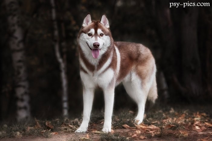 Siberian husky, pies zaprzęgowy o szaro-białym umaszczeniu