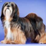 Lhasa apso