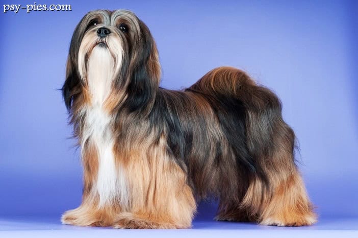 Lhasa apso