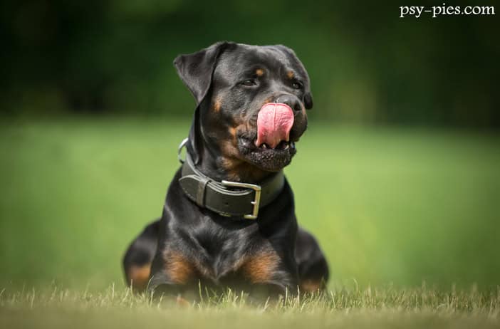 Rottweiler