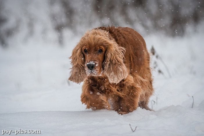Cocker spaniel angielski kompendium