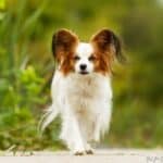 Spaniel kontynentalny miniaturowy Papillon