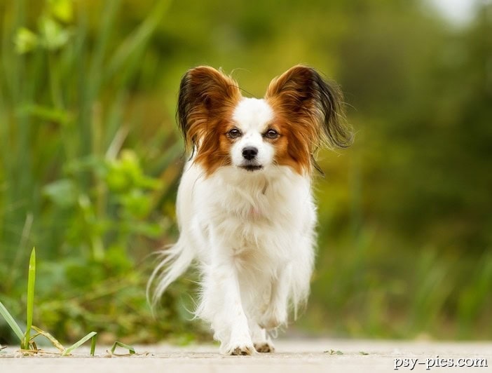 Papillon, spaniel kontynentalny miniaturowy z białą strzałką na głowie
