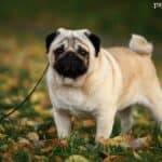 Mops