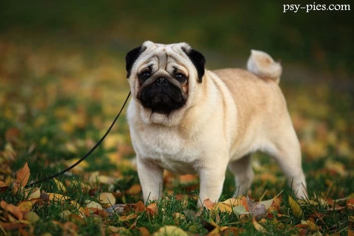 Mops