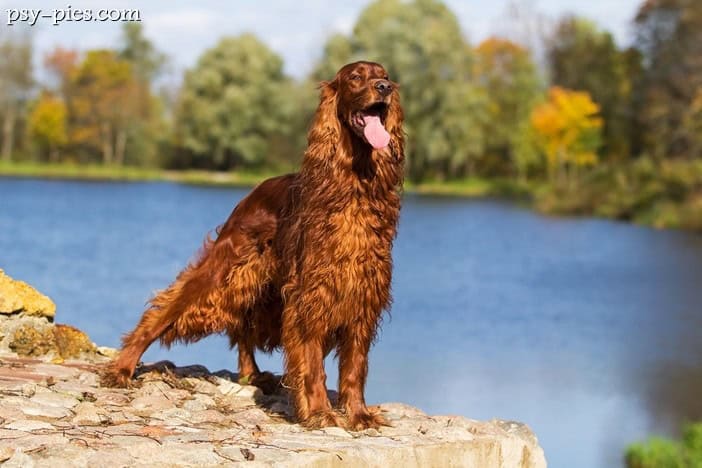 Seter irlandzki o mahoniowej sierści, red setter