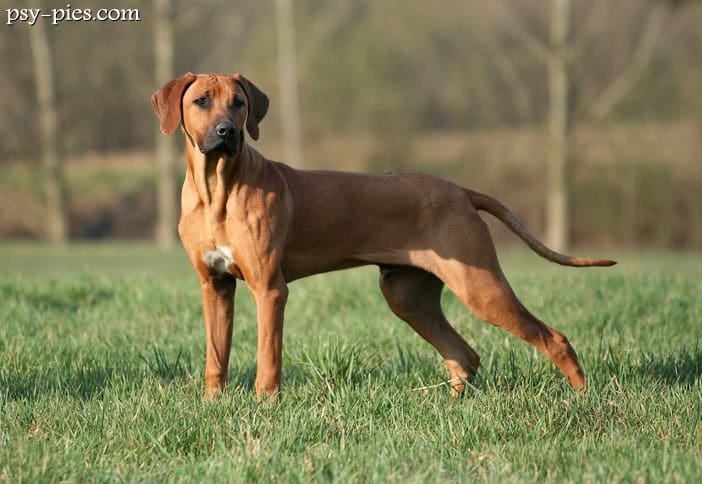 Rhodesian ridgeback stojący na trawie, pies z pręgą na grzbiecie