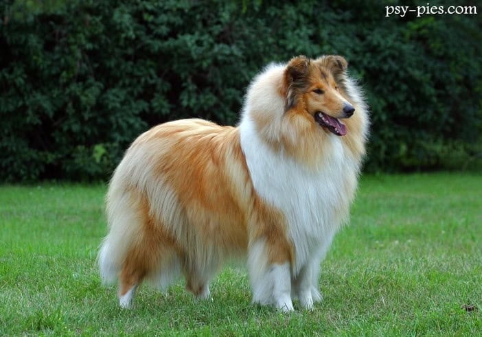 Owczarek szkocki długowłosy collie rough z bujną szatą
