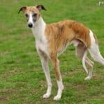 Whippet (chart angielski)