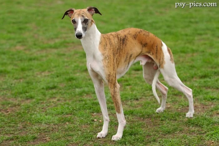 Whippet, smukły chart angielski stojący na trawie