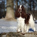 Springer spaniel angielski