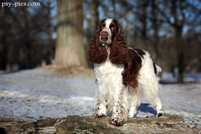 Springer spaniel angielski