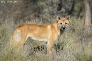 Dingo (Canis lupus dingo)