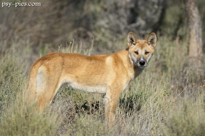 Dingo (Canis lupus dingo)