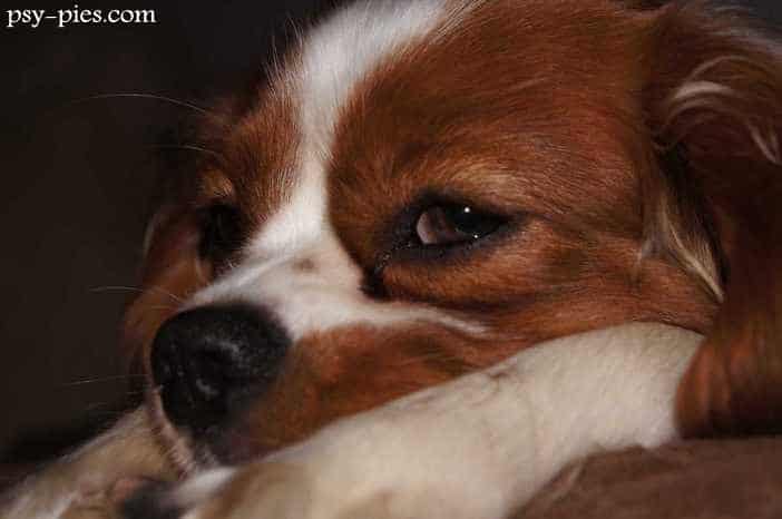 Carmel słodki Cavalier king charles spaniel