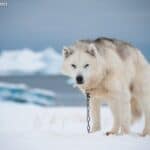 Pies grenlandzki (Greenland Dog)