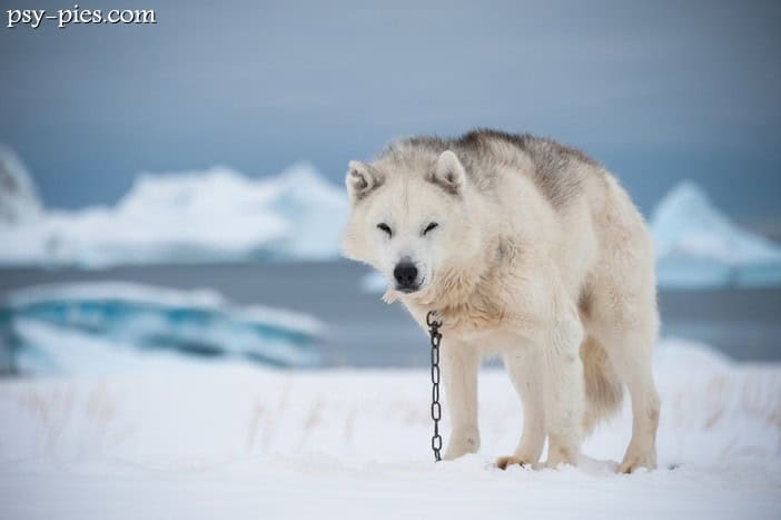 Pies grenlandzki (Greenland Dog)