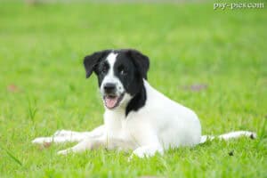 Nasze ukochane kundelki