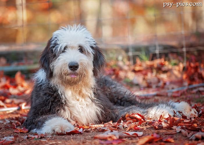 Owczarek staroangielski (Bobtail)