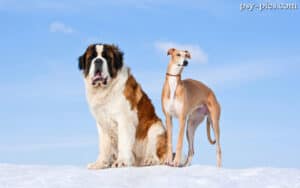 Największe rasy psów: dog niemiecki obok człowieka