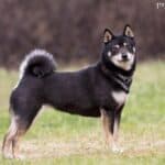 Shiba inu