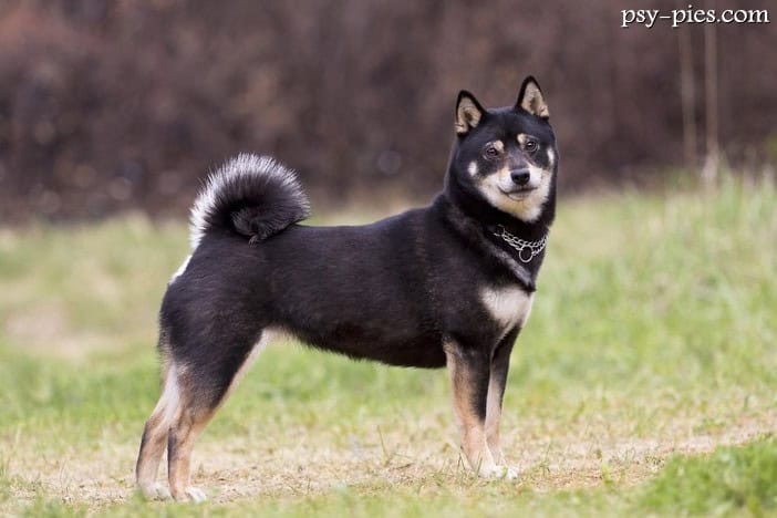 Shiba inu