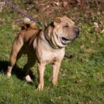 Shar pei