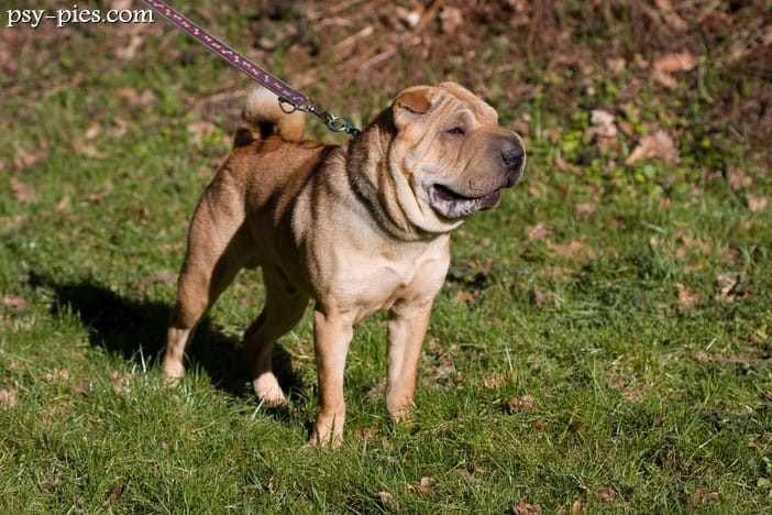 Shar pei