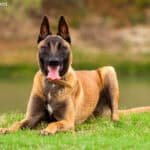 Owczarek belgijski Malinois