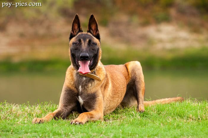 Owczarek belgijski Malinois