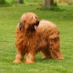 Owczarek francuski Briard