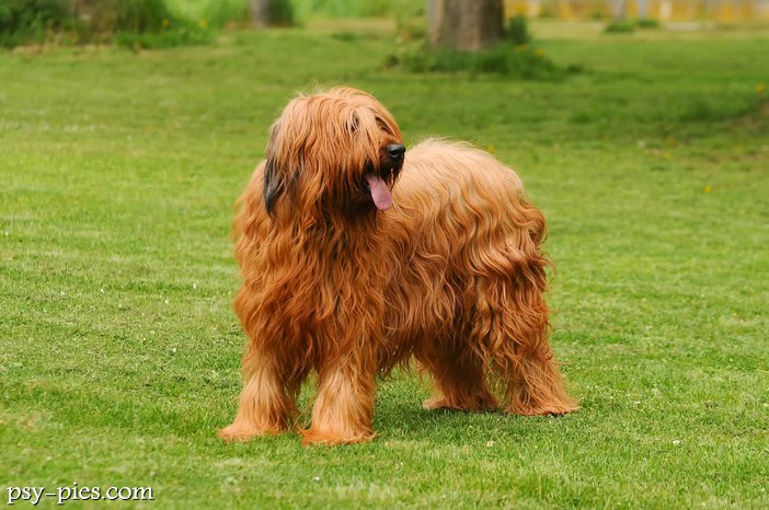 Owczarek francuski Briard