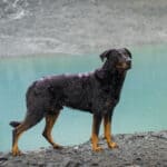 Owczarek francuski Beauceron