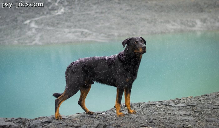 Owczarek francuski Beauceron