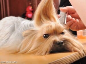 Pielęgnacja yorka: yorkshire terrier z długim jedwabistym włosem