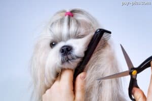 Pielęgnacja Shih tzu