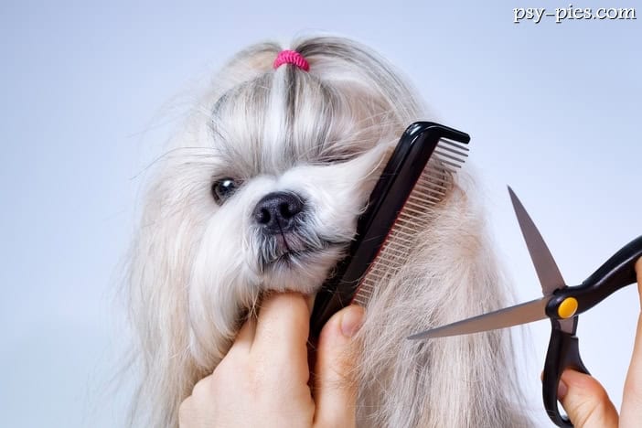 Pielęgnacja Shih tzu
