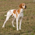 Pointer (English Pointer)