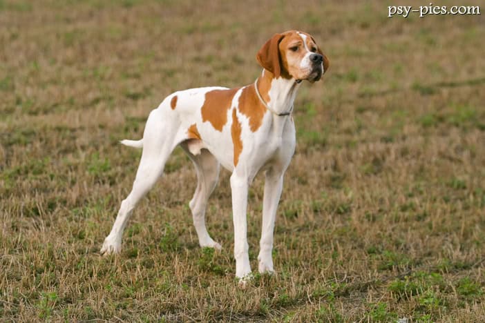 Pointer (English Pointer)
