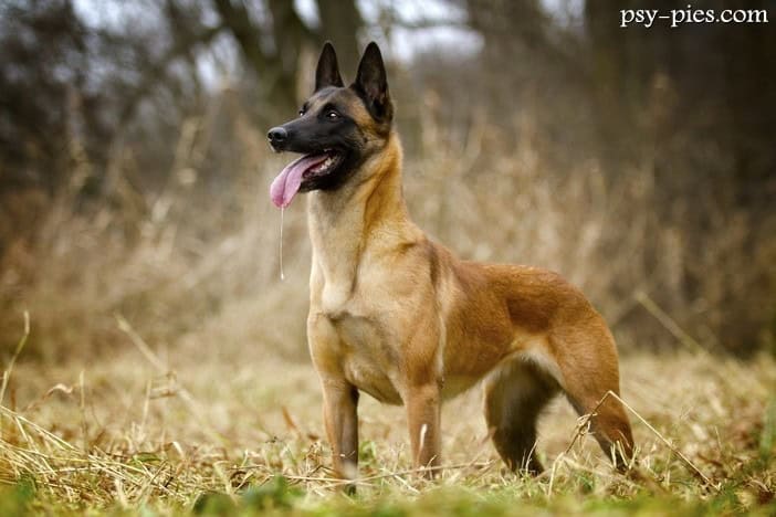 Malinois (Owczarek belgijski)