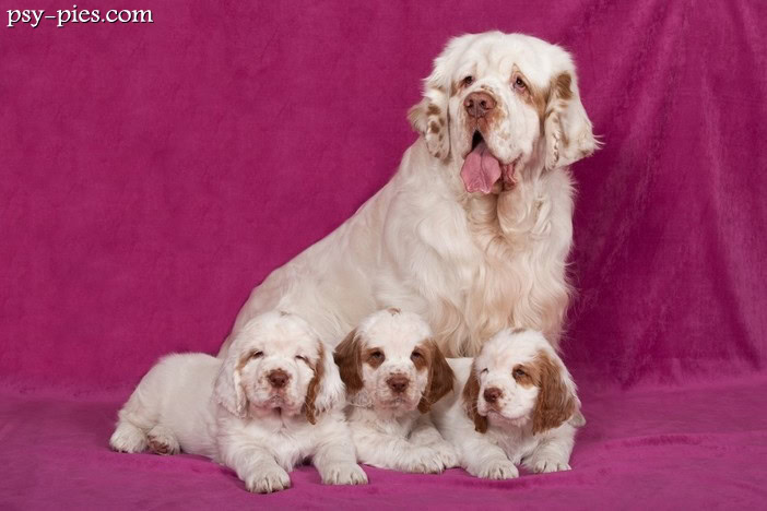 Clumber spaniel kompendium