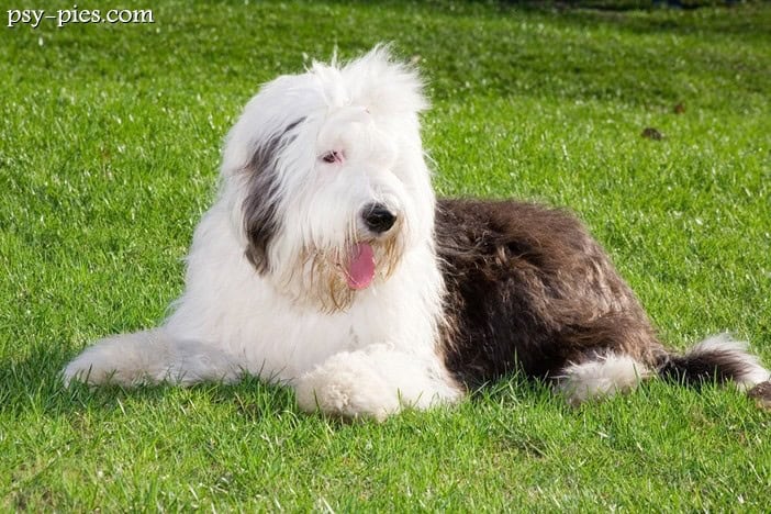 Bobtail (Owczarek staroangielski)