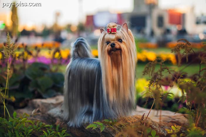 Yorkshire terrier kompendium