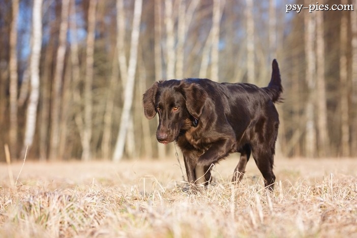 Pies Flat / dla kogo flat coated retriever