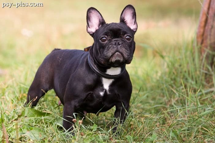 Buldog francuski kompendium